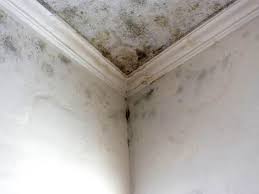 Forensic Mold Investigation in Albion, IL