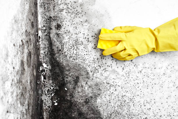 Mold Remediation for Rental Properties in Albion, IL